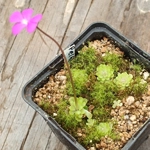 Pinguicula ehlersiae