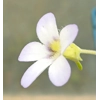 Pinguicula agnata Hidalgo