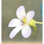 Pinguicula agnata Hidalgo