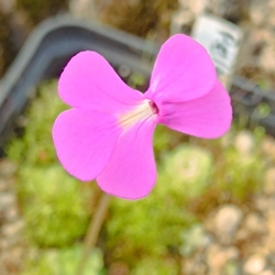 Pinguicula ehlersiae