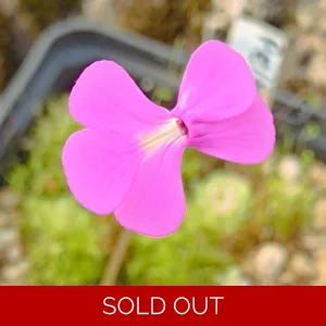 Pinguicula ehlersiae