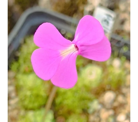 Pinguicula ehlersiae Ixmiquilpan, Hidalgo