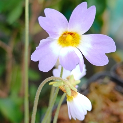 Pinguicula primuliflora