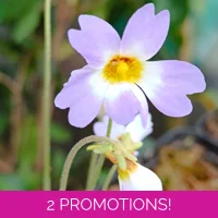 Pinguicula primuliflora Typical, 20 seeds