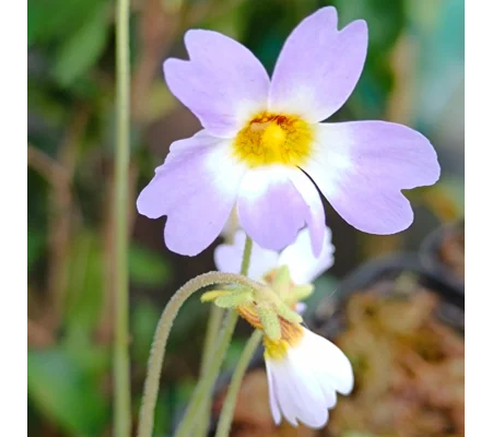 Pinguicula primuliflora Typical, 20 seeds