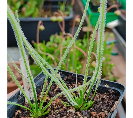 Drosera tracyi