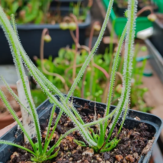 Drosera tracyi