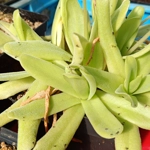 Pinguicula gigantea x moctezumae