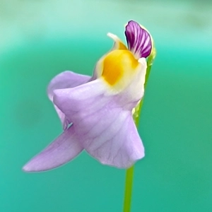 Utricularia warburgii