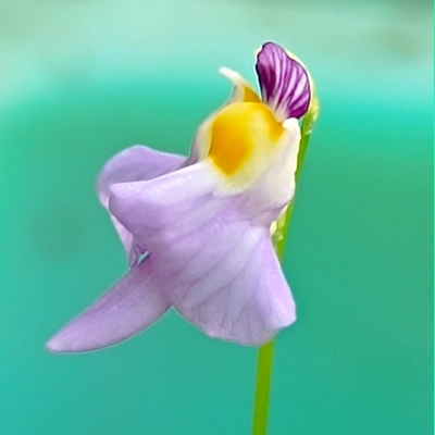 Utricularia warburgii