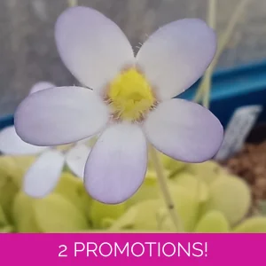 Pinguicula agnata Hidalgo