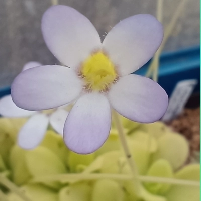 Pinguicula agnata Hidalgo