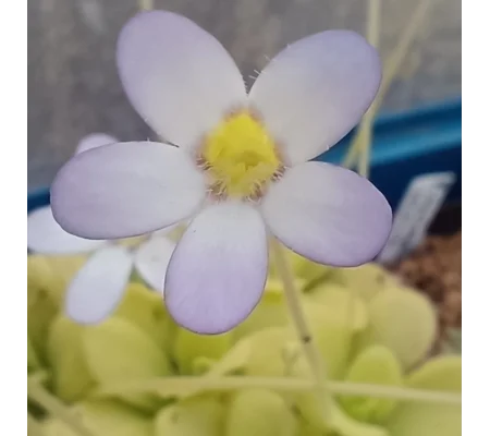 Pinguicula agnata Hidalgo