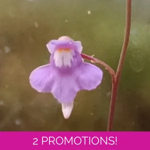 Utricularia tridentata