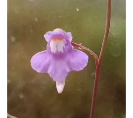 Utricularia tridentata