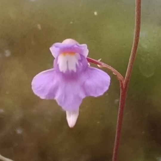 Utricularia tridentata, 20 seeds