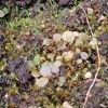 Utricularia tridentata