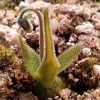 Pinguicula medusina