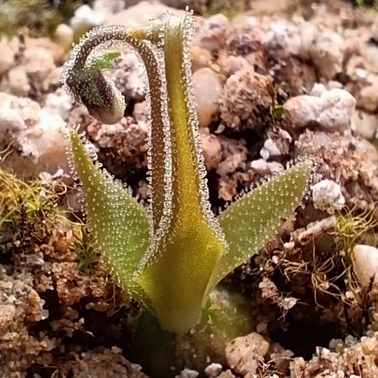 Pinguicula medusina, Laguna Encantada, Oaxaca