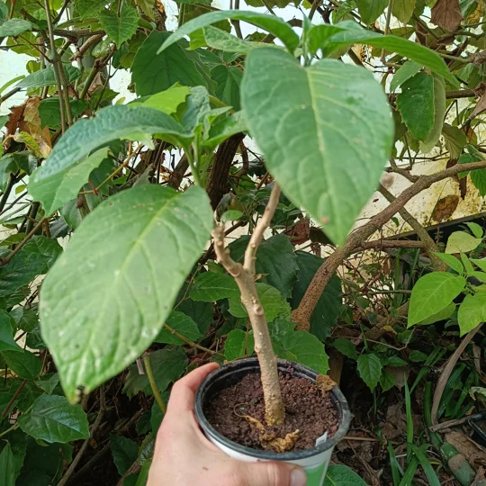 Brugmansia suaveolens