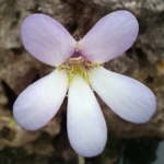 Pinguicula medusina