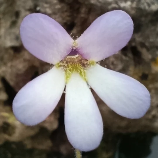 Pinguicula medusina, Laguna Encantada, Oaxaca