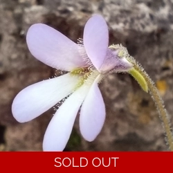 Pinguicula medusina