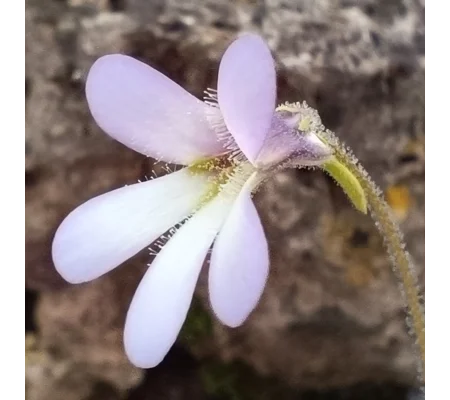 Pinguicula medusina, Laguna Encantada, Oaxaca