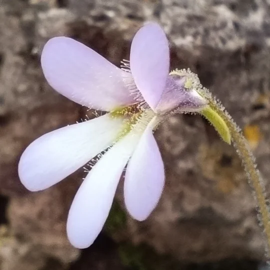 Pinguicula medusina, Laguna Encantada, Oaxaca