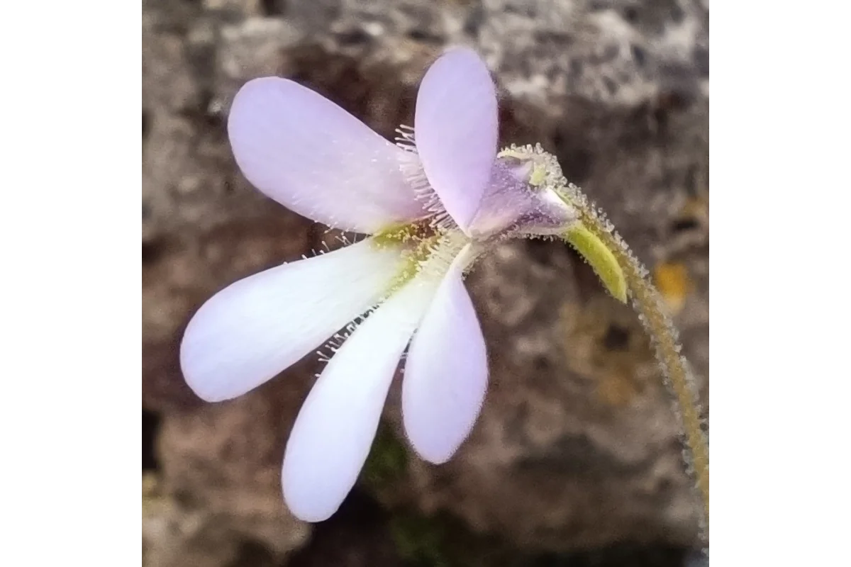 Diversiflora