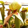 Darlingtonia californica HEATPROOF