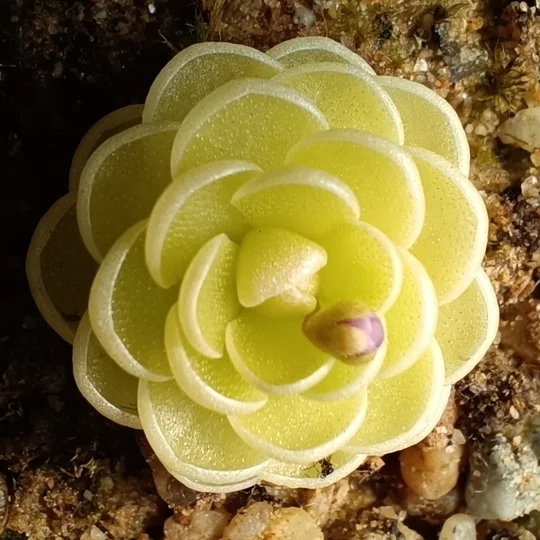 Pinguicula jaumavensis, Jaumave valley, Tamaulipas