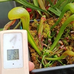 Darlingtonia californica HEATPROOF