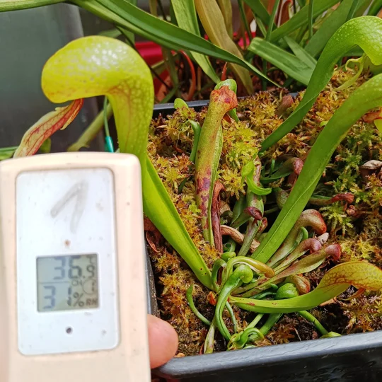Darlingtonia californica HEATPROOF
