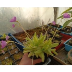Pinguicula gigantea x moctezumae