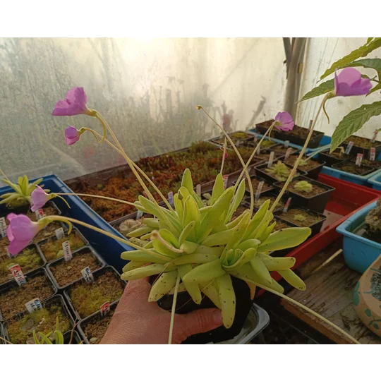 Pinguicula APASIONADA