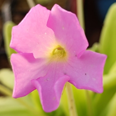 Pinguicula gigantea x moctezumae