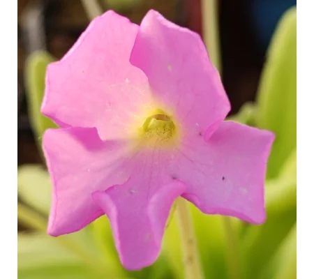 Pinguicula APASIONADA