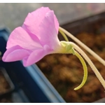 Pinguicula gigantea x moctezumae