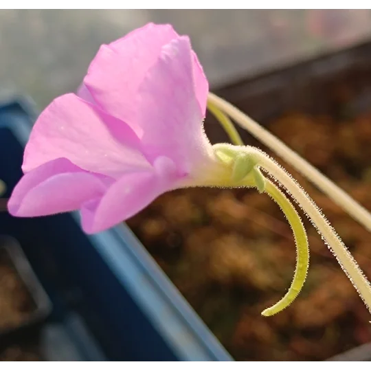 Pinguicula APASIONADA