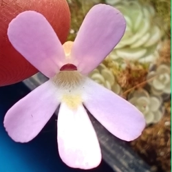 Pinguicula esseriana