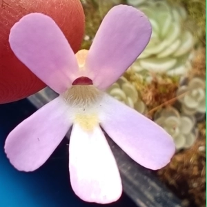 Pinguicula esseriana