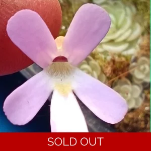 Pinguicula esseriana