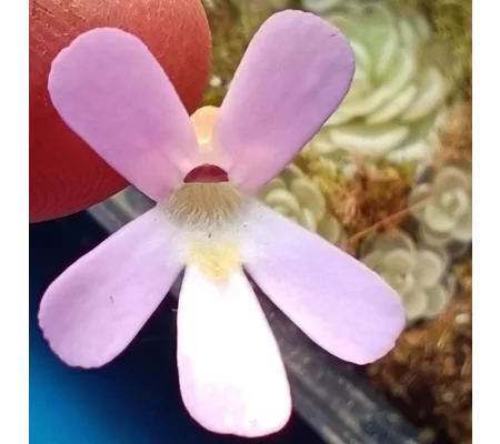 Pinguicula esseriana