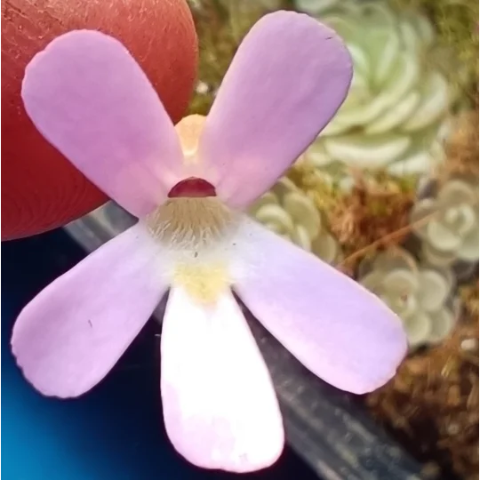Pinguicula esseriana