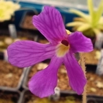 Pinguicula moctezumae x emarginata