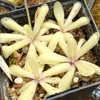 Pinguicula moctezumae x emarginata