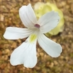 Pinguicula gracilis