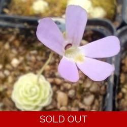 Pinguicula jaumavensis