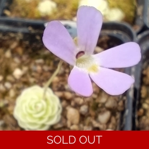 Pinguicula jaumavensis
